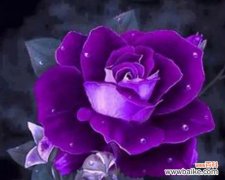 神秘与浪漫的玫瑰世界 紫色玫瑰的意义与象征