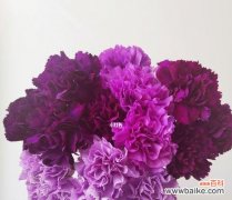 紫色康乃馨的浪漫与祝福 紫色康乃馨花语与寓意的解读