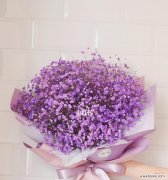 解读紫色满天星的花语 紫色满天星的花语及其寓意