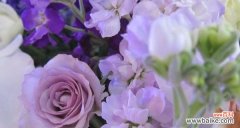 探寻紫色玫瑰的花语 紫色玫瑰的花语与寓意