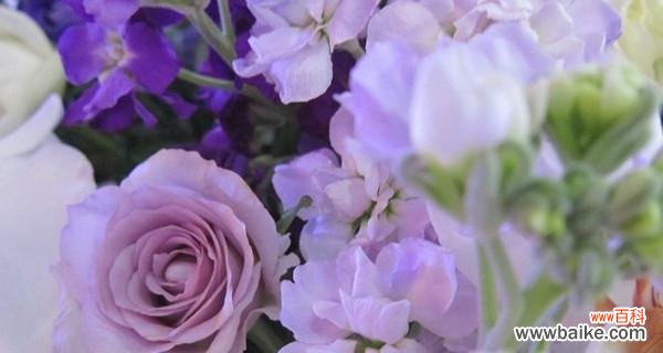 探寻紫色玫瑰的花语 紫色玫瑰的花语与寓意