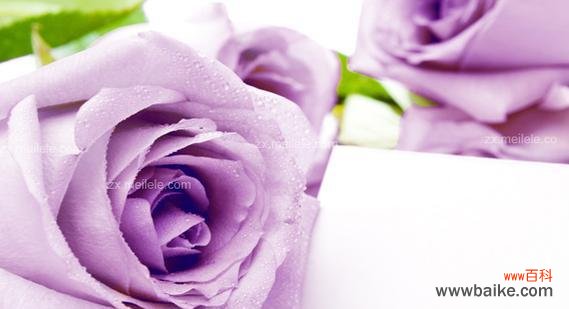 探寻紫色玫瑰的象征意义与美丽传说 紫色玫瑰的花语——神秘与浪漫
