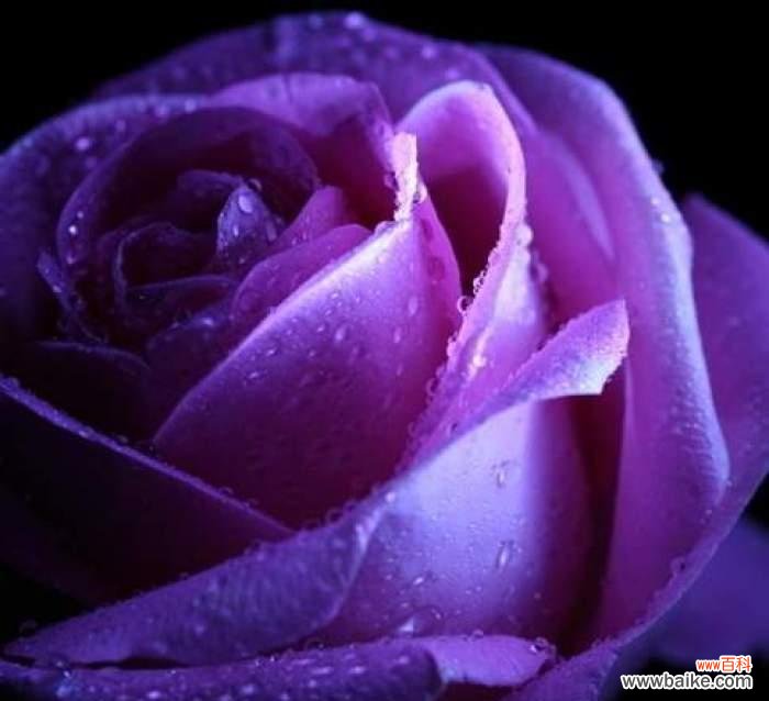 探索紫色玫瑰所代表的浪漫与神秘 紫色玫瑰的寓意和象征意义