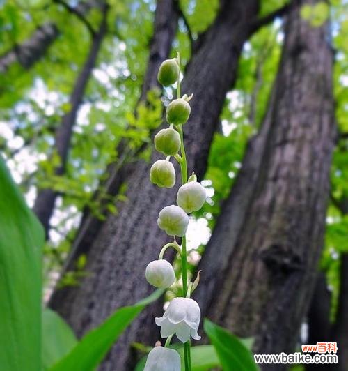 铃兰草花语是什么？铃兰草的含义有何特别之处？