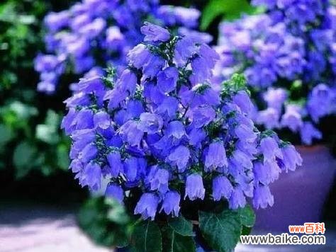 铃兰草花语是什么？铃兰草的含义有何特别之处？