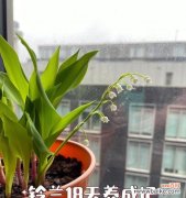 铃兰草花语是什么？铃兰草的含义有何特别之处？