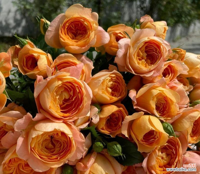 花朵成长的花语有哪些寓意？