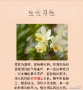 日本花语有哪些让人忍俊不禁的含义？