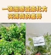 薄荷的花语是什么？哪种花与薄荷的花语相似？