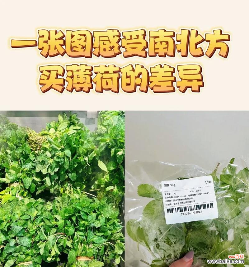 薄荷的花语是什么？哪种花与薄荷的花语相似？