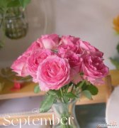 粉色玫瑰花的花语有哪些含义？