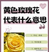 玫瑰花的寓意和象征是什么？如何正确解读？