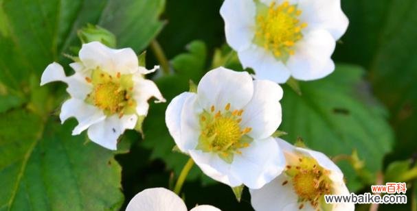 草莓不同颜色的花语有何不同？