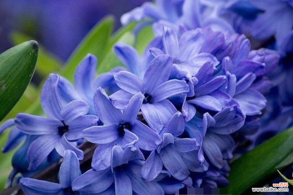 风信子代表了哪种精神？