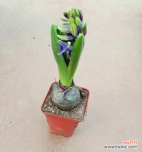 风信子代表了哪种精神？