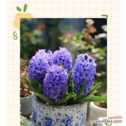 风信子代表了哪种精神？