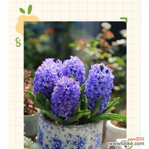 风信子代表了哪种精神？