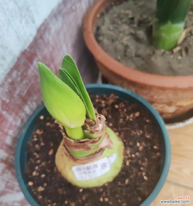 鸿运小宝贝花束的花语代表了什么?