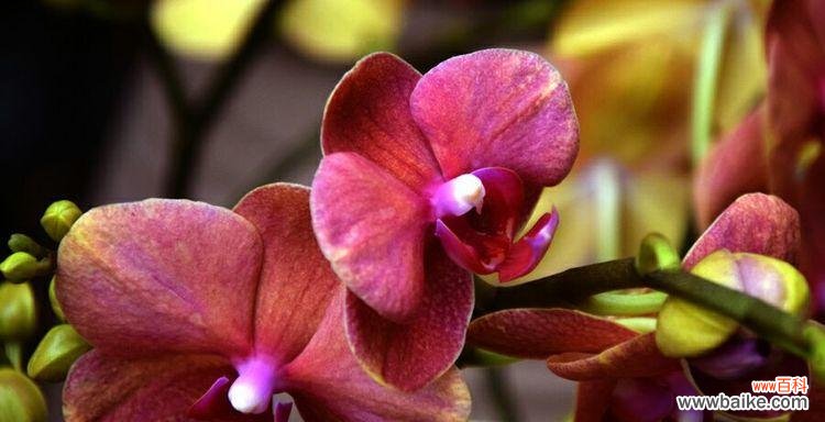 元宵节送花给女生有何特别意义？