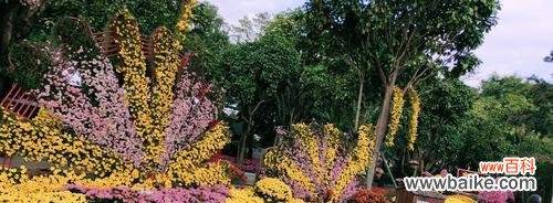 江南秋天的花语代表什么含义？