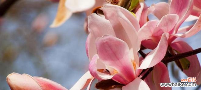 探索美丽花朵背后的含义 木兰花的花语与寓意