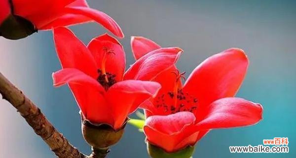 揭示木棉花的花语和意义,探寻其文化价值与美学魅力 木棉花