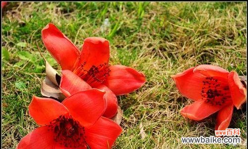 揭示木棉花的花语和意义,探寻其文化价值与美学魅力 木棉花