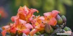 揭示木棉花的花语和意义，探寻其文化价值与美学魅力 木棉花