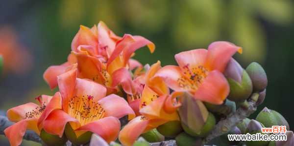 揭示木棉花的花语和意义,探寻其文化价值与美学魅力 木棉花