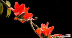 探索木棉花的花语，了解其美丽与象征意义 木棉花的花语及象征意义