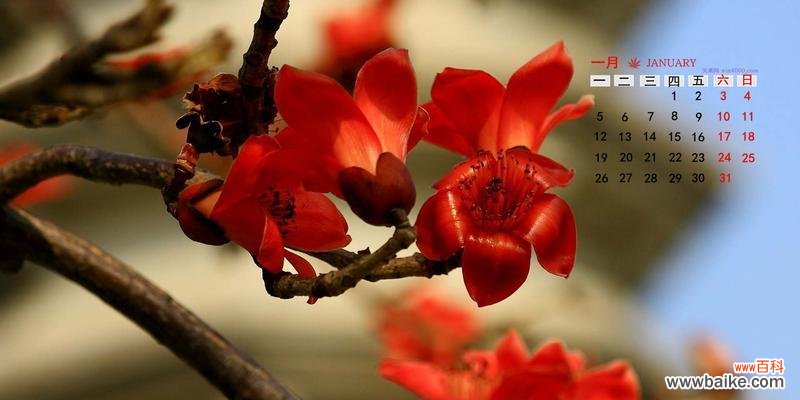 探索木棉花的花语，了解其美丽与象征意义 木棉花的花语及象征意义