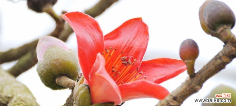 木棉花的花语和寓意 木棉花