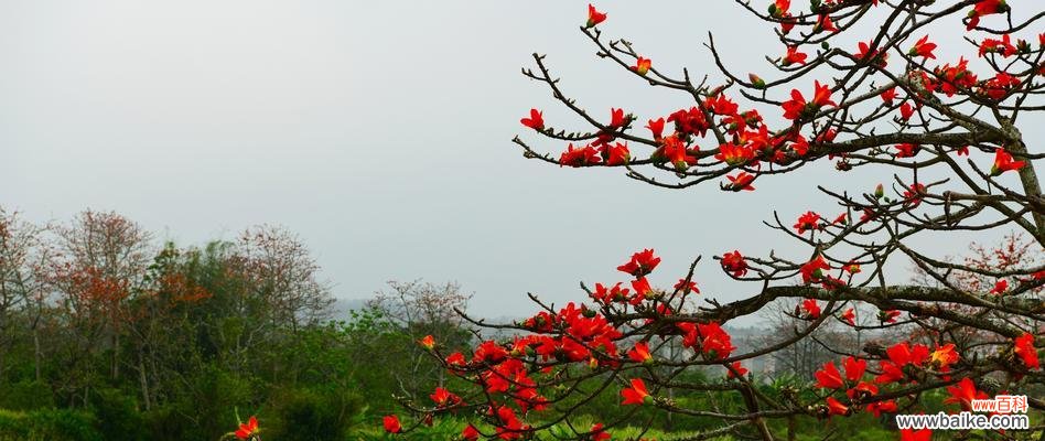 木棉花的美丽与坚韧,生命的希望与繁荣 木棉花的寓意象征与文化意义