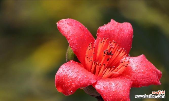 木棉花的美丽与坚韧,生命的希望与繁荣 木棉花的寓意象征与文化意义