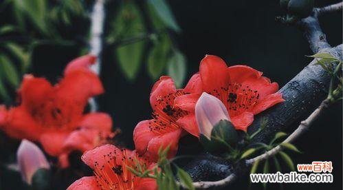 探寻木棉花在文化和自然中的多重意义 木棉花的寓意与象征意义