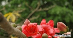 探寻木棉花在文化和自然中的多重意义 木棉花的寓意与象征意义
