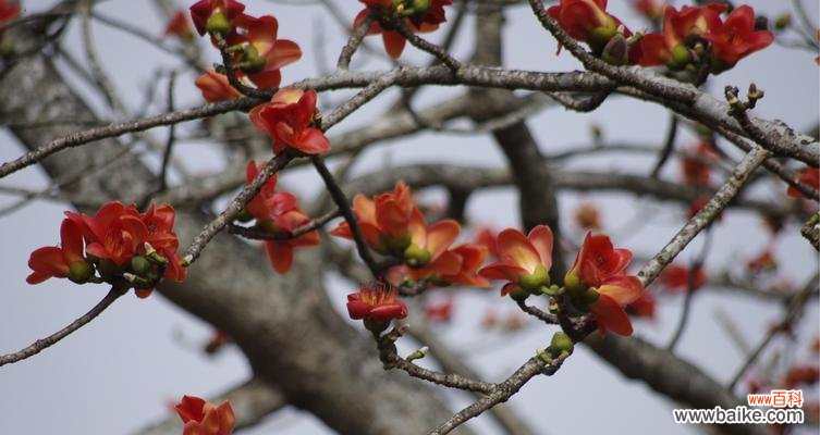 以木棉花寓意及花语为主题的文章探索 木棉花的美丽与深意