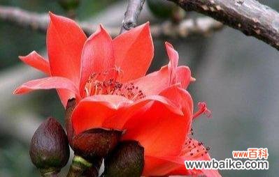 以木棉花寓意及花语为主题的文章探索 木棉花的美丽与深意