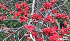 以木棉花寓意及花语为主题的文章探索 木棉花的美丽与深意