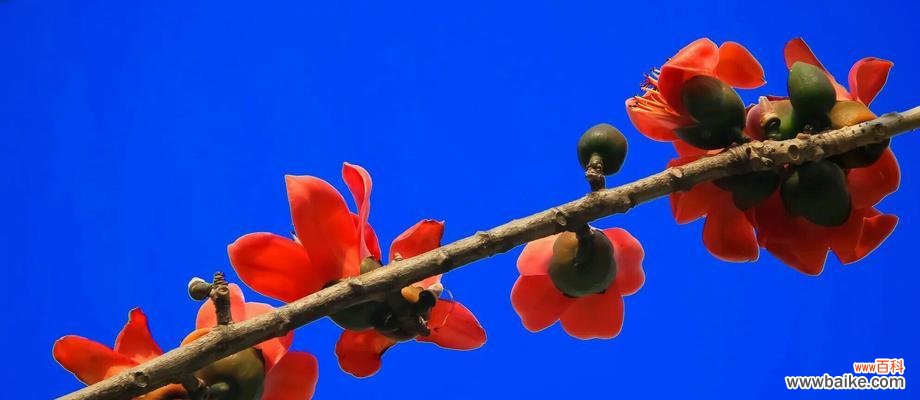 探寻木棉花在文化与自然中的多重意义 木棉花