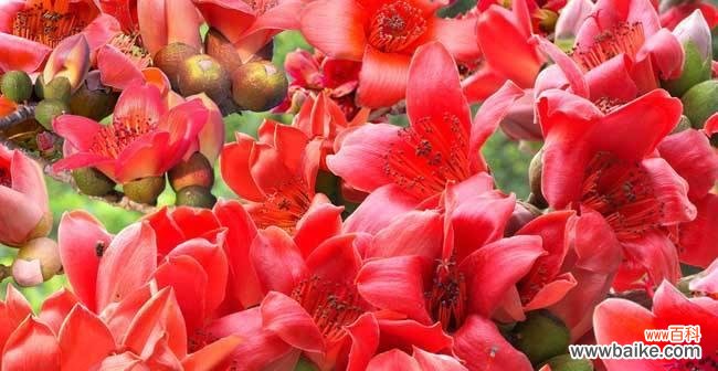 探寻木棉花在文化与自然中的多重意义 木棉花