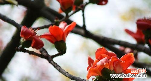 木棉花的美丽与象征意义 木棉花盛开的寓意与象征——生命与希望的化身