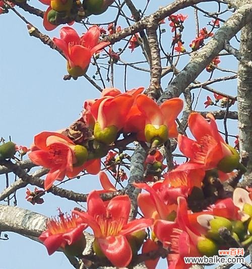 木棉花的美丽与象征意义 木棉花盛开的寓意与象征——生命与希望的化身