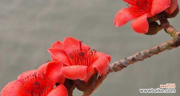 探寻木棉花的象征意义和文化内涵 木棉花的花语及寓意