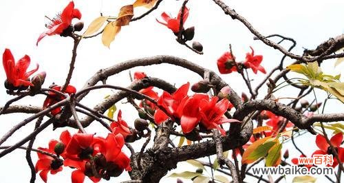 探寻木棉花的象征意义和文化内涵 木棉花的花语及寓意