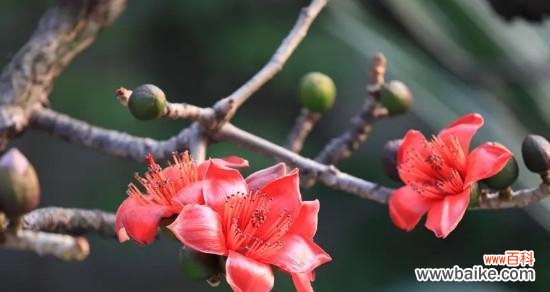 探寻木棉花的象征意义和文化内涵 木棉花的花语及寓意