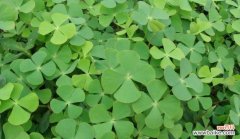 盛开在田野的四叶幸运草，带来生命的绿色希望 苜蓿花语