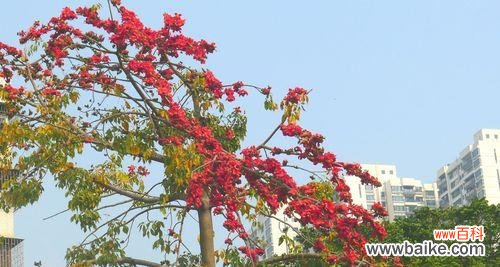 探寻木棉树的内涵与特质，感受大自然的独特魅力 木棉树的象征意义及美丽寓意