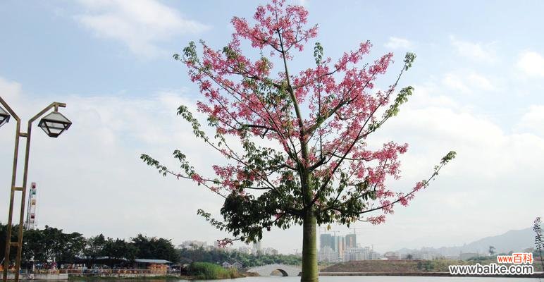 探寻木棉树的内涵与特质，感受大自然的独特魅力 木棉树的象征意义及美丽寓意