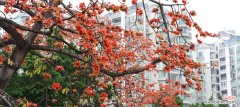 探寻木棉树的内涵与特质，感受大自然的独特魅力 木棉树的象征意义及美丽寓意